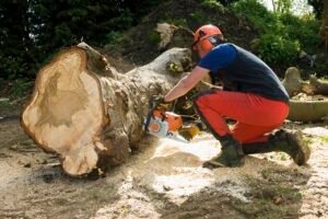 Tree Surgeon Public Liability Insurance